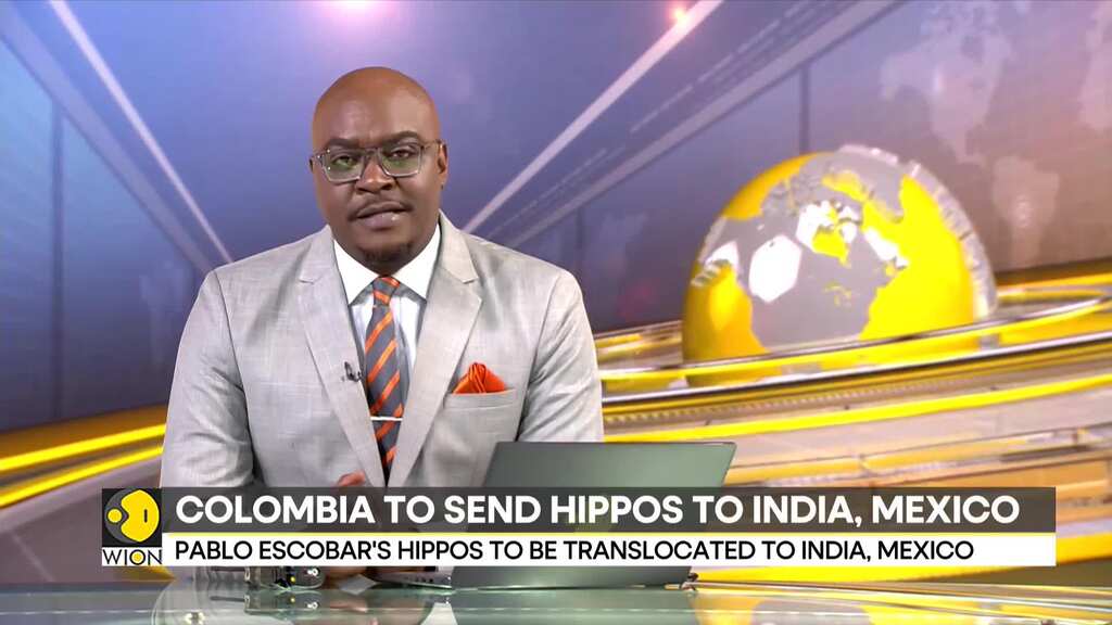 'Cocaine Hippos' find a new home; Colombia to send hippos to India, Mexico