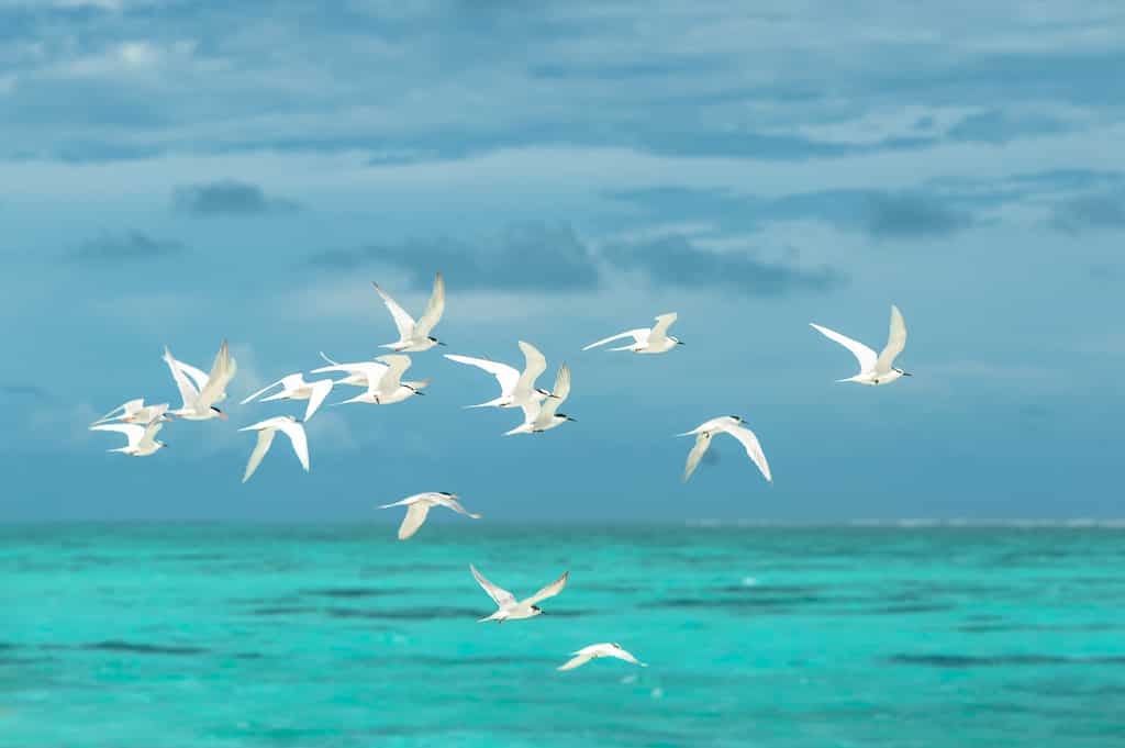 ‘Plasticosis’: Scientists find new disease in birds caused by consumption of plastics