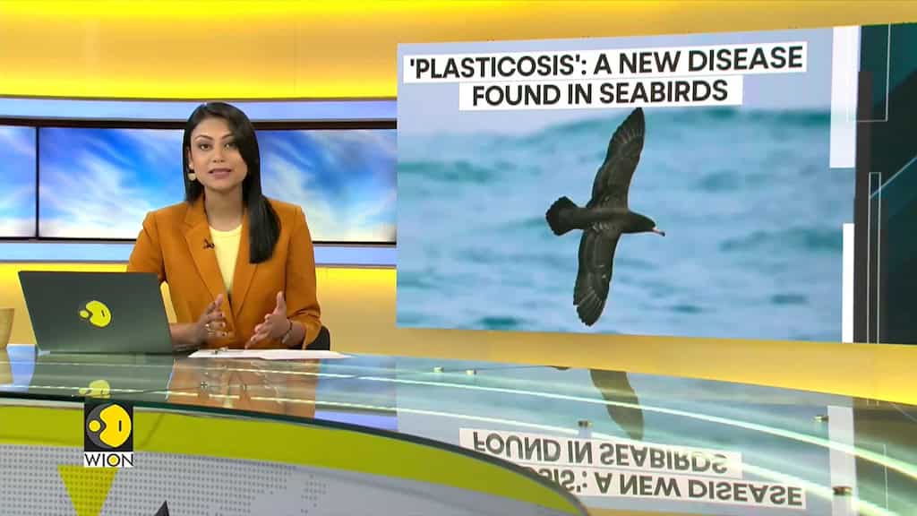 'Plasticosis': A new disease found in seabirds