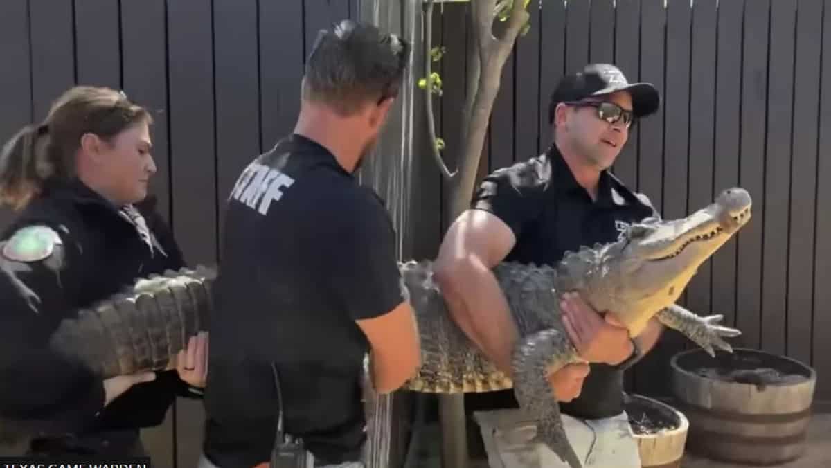 WATCH | Alligator 'Tewa', stolen as an egg, makes homecoming after 20 years to Texas zoo WATCH | Alligator 'Tewa', stolen as an egg, makes homecoming after 20 years to Texas zoo