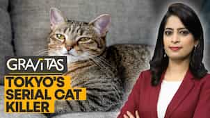 Gravitas: Beware! Serial cat killer on the loose