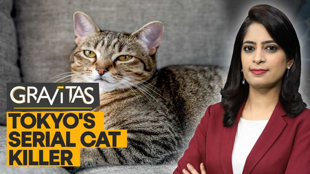 Gravitas: Beware! Serial cat killer on the loose