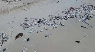 Deadly red tide returns to Florida; Know what is it and how can you keep yourself safe