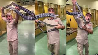 WATCH | Hair-raising video captures nine-foot-long rat snake trying to bite zookeeper