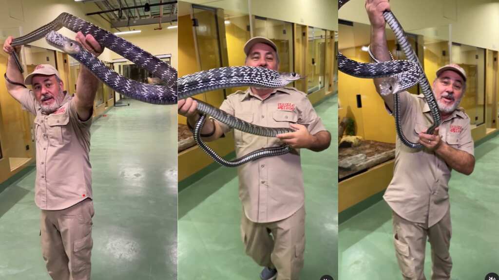WATCH | Hair-raising video captures nine-foot-long rat snake trying to bite zookeeper