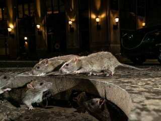 New York City rats can carry different variants of Covid, new study shows