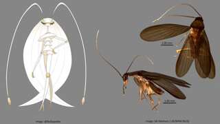Cockroach's newly-discovered species gets named after Pokemon's Ultra Beast in Singapore