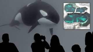 Isolated for over a decade, world’s ‘loneliest whale’, Kiska, dies in Canada after 40 years of captivity