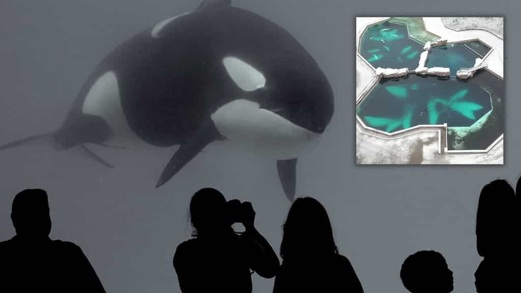 Isolated for over a decade, world’s ‘loneliest whale’, Kiska, dies in Canada after 40 years of captivity