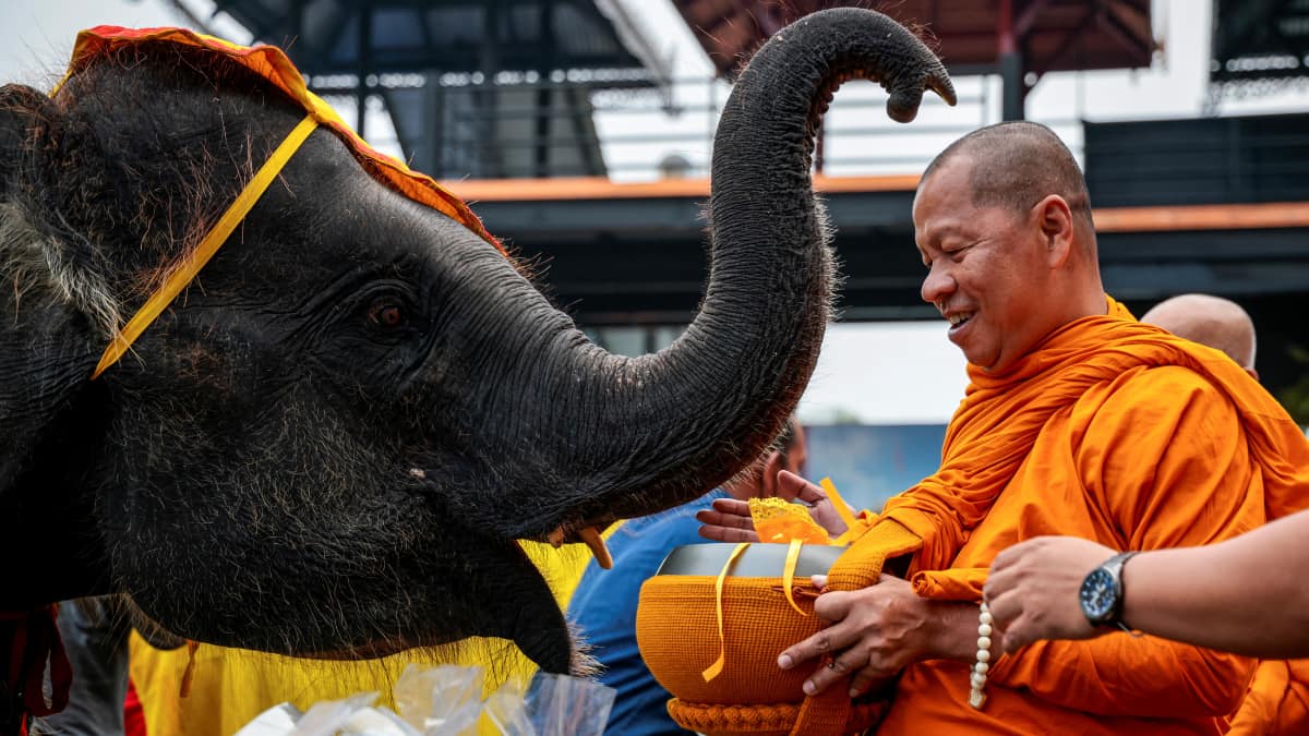 Elephants offer alms to Buddhist monks