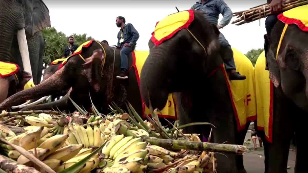 Conservation of Elephants