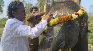Tourists flock to elephant camp in Tamil Nadu as The Elephant Whisperers wins an Oscar