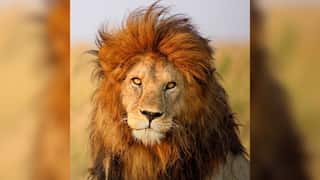 Bob Junior the photogenic lion, son of Bob Marley, is no more