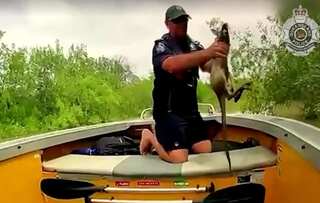 Watch | Australian police rescue baby kangaroo from crocodile-infested floodwaters