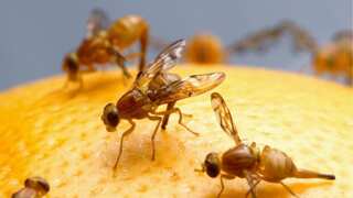Air pollution is causing decline in mating of fruit flies, study reveals