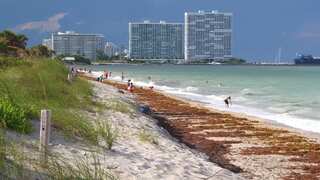 A nasty & 'smelly' surprise awaits Florida beachgoers this July