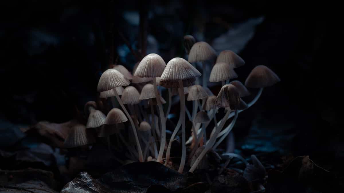 Scientists discover parasitic fungus which preys on spiders in Brazil