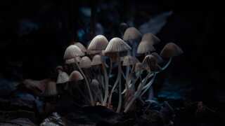 Scientists discover parasitic fungus which preys on spiders in Brazil