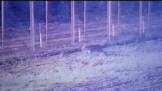 WATCH | Leopard takes flying leap, enters India from border with Pakistan