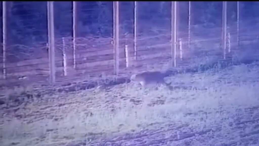 WATCH | Leopard takes flying leap, enters India from border with Pakistan