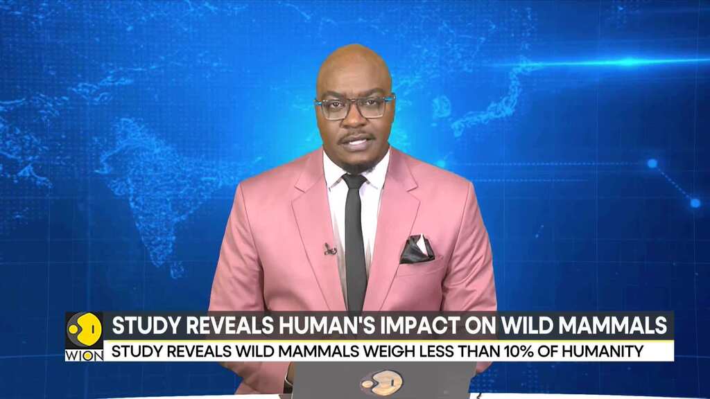 Study reveals wild mammals weigh less than 10% of humanity | World News | WION