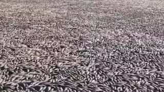 'Horrific': Millions of dead, rotten fish wash ashore river near Australian town