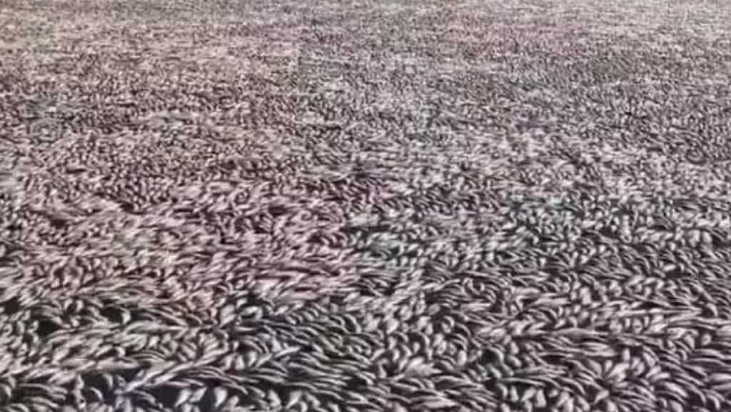 'Horrific': Millions of dead, rotten fish wash ashore river near Australian town