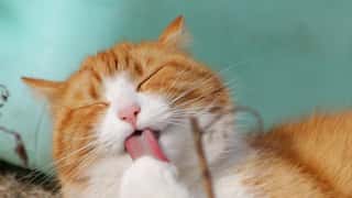Healthy pets could be passing on multidrug-resistant organisms to owners: Study
