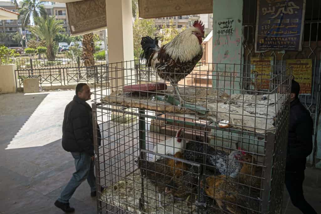 Egyptians aghast at govt after being told to eat chicken feet to tide over food crisis 