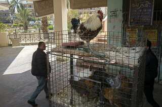 Egyptians aghast at govt after being told to eat chicken feet to tide over food crisis 