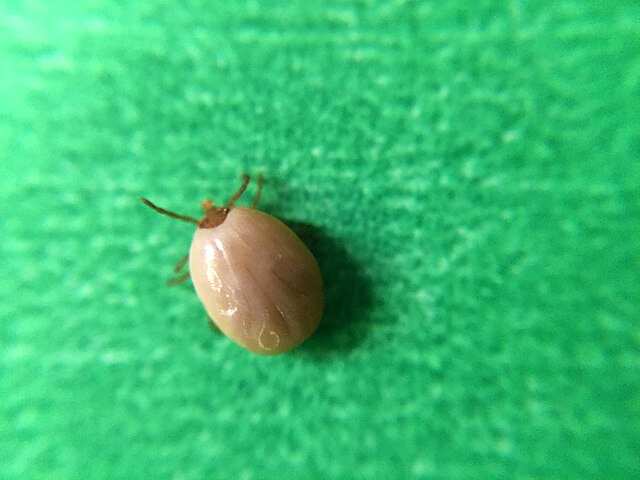 What is Babesiosis? Rare tick-borne disease on rise in the United States. Here's all you need to know