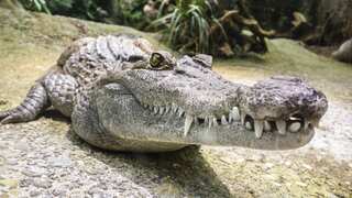 Florida man bitten by alligator when he opened front door after hearing bump