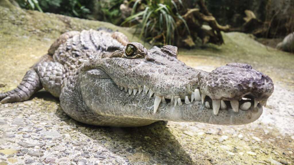 Florida man bitten by alligator when he opened front door after hearing bump