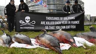 France: Court orders ban on fishing after numerous dolphins wash up on coast