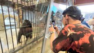 Bangkok's 'mall gorilla' not likely to get freedom in near future