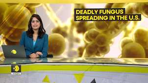 Gravitas: Alarming rise of drug-resistant fungus | Candida Auris spreads in US