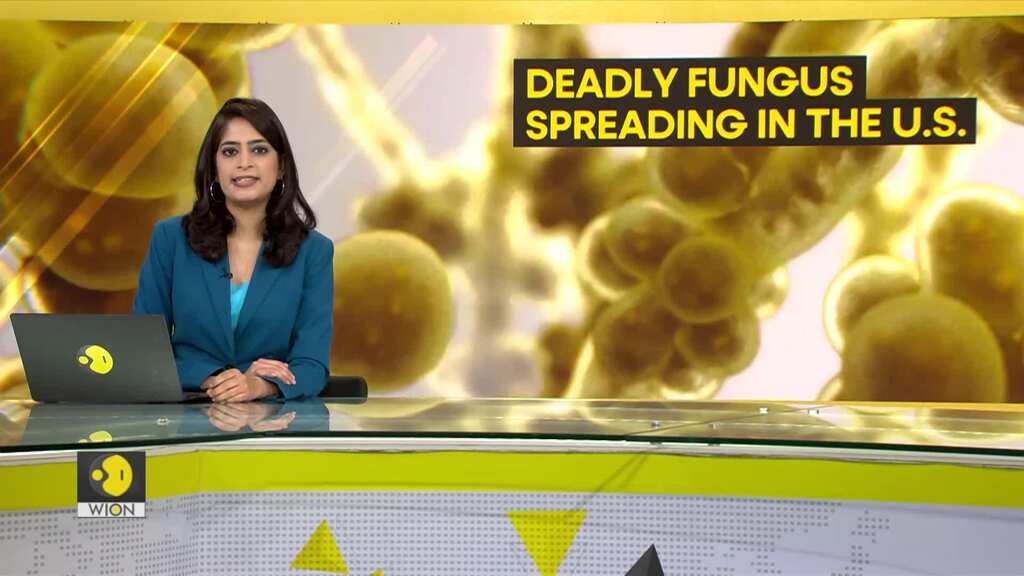 Gravitas: Alarming rise of drug-resistant fungus | Candida Auris spreads in US
