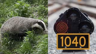 Rail services halted in parts of the Netherlands due to badgers burrowing under tracks