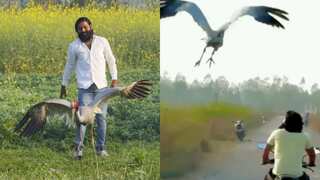 Sarus crane, saved by man in India, taken to wildlife sanctuary