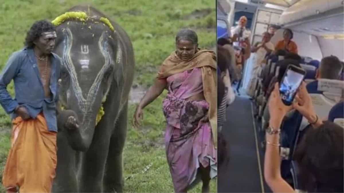 The Elephant Whisperers' Bomman, Bellie welcomed with cheers on Indigo flight | Viral video The Elephant Whisperers' Bomman, Bellie welcomed with cheers on Indigo flight | Viral video
