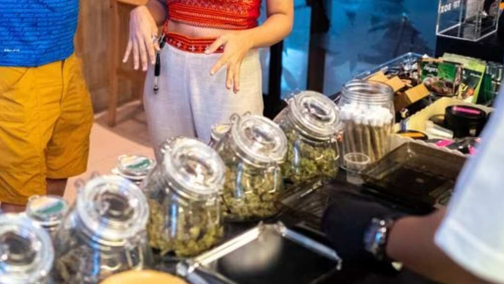 A joint rolling competition in Phuket as cannabis remains nation's top election issue