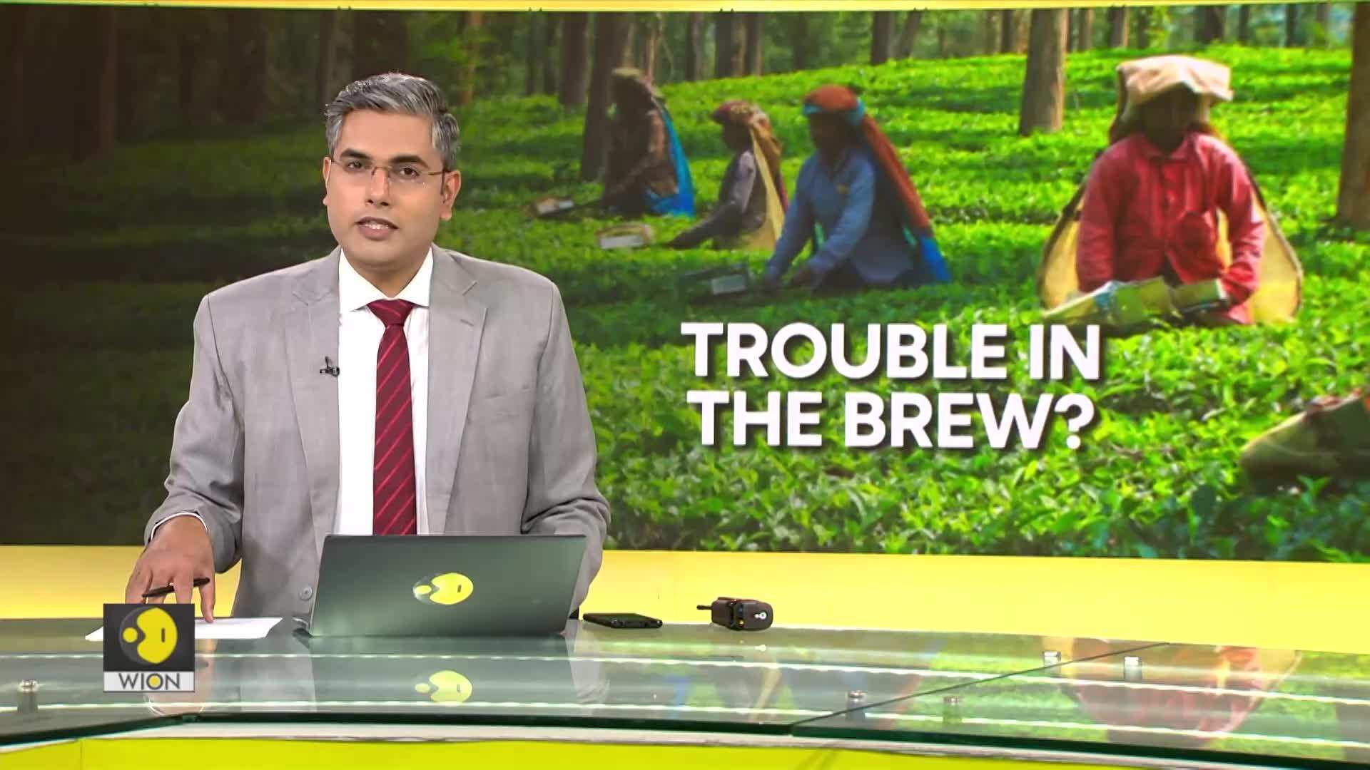 Is future of tea in jeopardy? World News