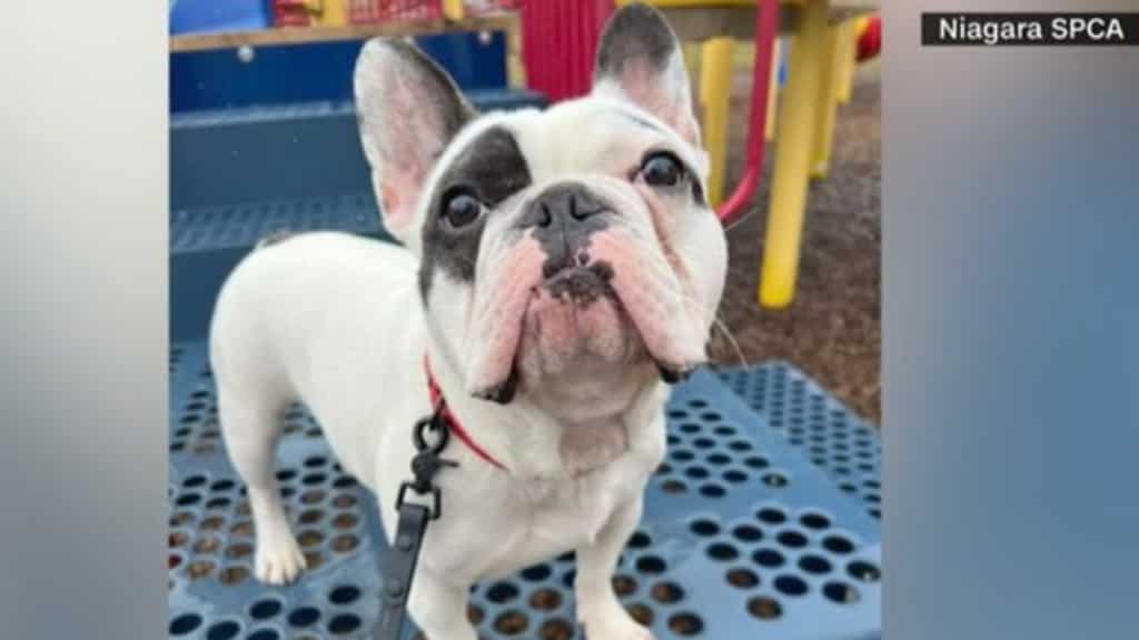 Ralphie, the 'fire-breathing demon' dog, adopted for a fourth time
