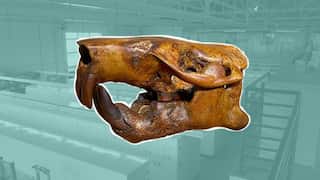 Researchers name newly discovered beaver fossil after Buc-ee’s, Texas favourite rest stop