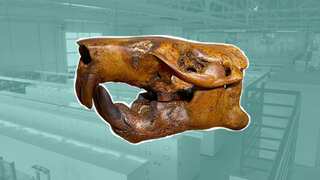 Researchers name newly discovered beaver fossil after Buc-ee’s, Texas favourite rest stop