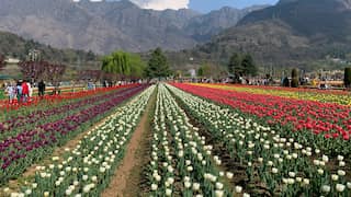 Kashmir's Tulip Garden, Asia's largest, saw over 100,000 visitors in first week of opening
