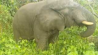 WATCH | ‘One-in-a-million’ footage: Scientists find an elephant repellent to keep them away from crops