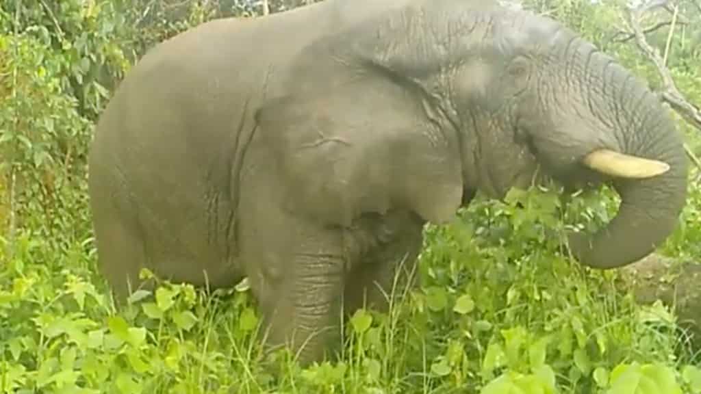 WATCH | ‘One-in-a-million’ footage: Scientists find an elephant repellent to keep them away from crops
