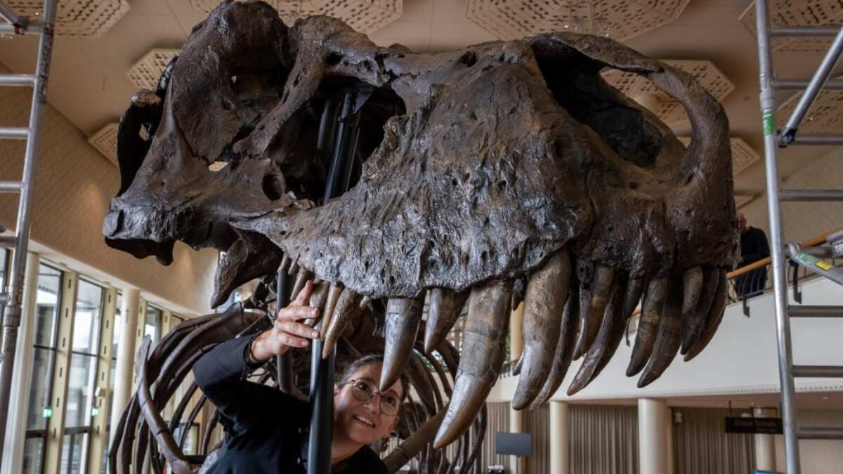 T-Rex bidding wars