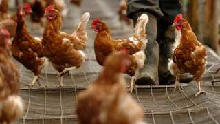 US officials alarmed as man catches bird flu virus without animal contact
